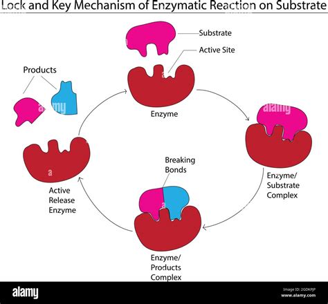 Enzyme Substrate Lock And Key Model