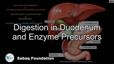 Enzyme Which Digest Protein In Duodenum