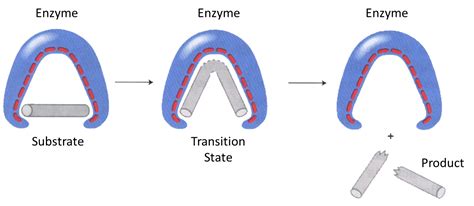 Enzyme-Substrate Binding Affinity