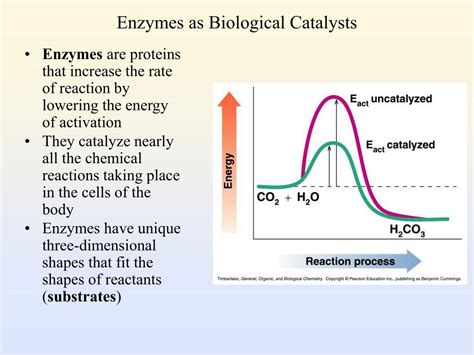 PPT Common features for enzymes and catalysts