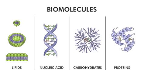 Enzymes Biomolecule Examples