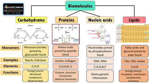 Enzymes Biomolecules Function