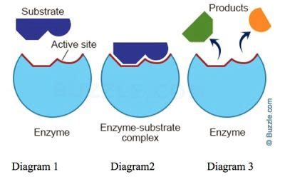 Enzymes Change Shape