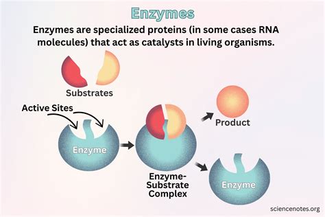 Enzymes Definition With Reference