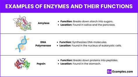 Enzymes Examples And Their Functions