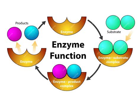 Enzymes Function And Kinetics