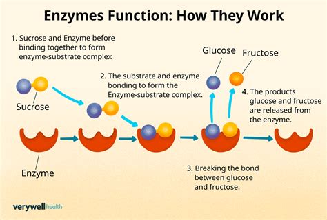 Enzymes Function Properly