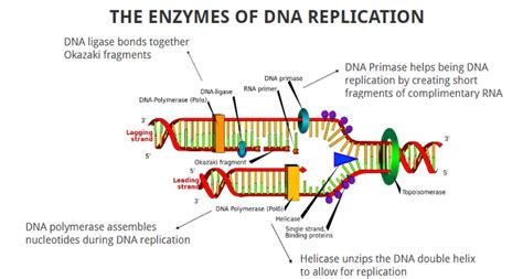 Enzymes In Dna Replication And Their Function