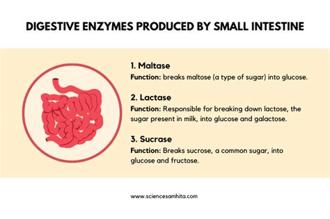 Enzymes In Small Intestine And Their Functions