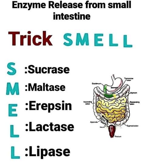Enzymes Involved In The Small Intestine