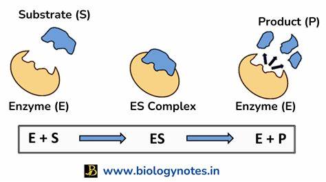 Enzymes Specific