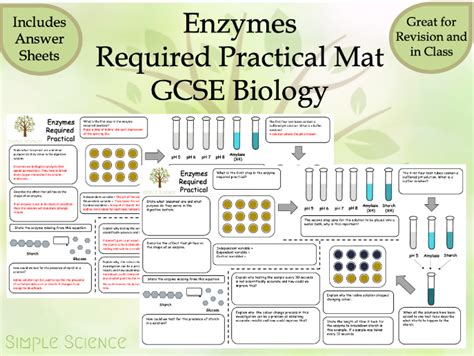 Enzymes Test Gcse