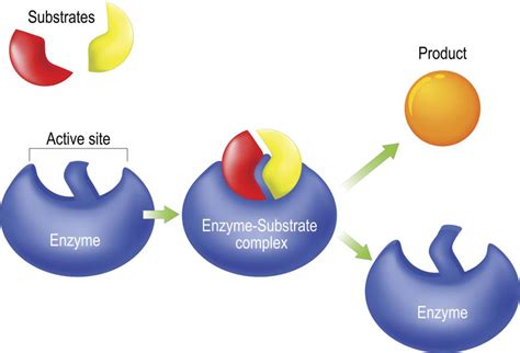 Enzymes With Examples