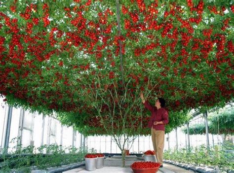 Epcot Tomato Tree: A Revolution In Agriculture