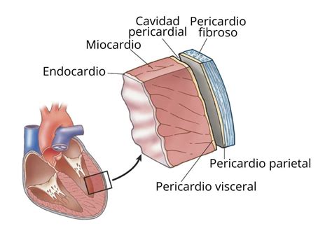 epicardio y endocardio
