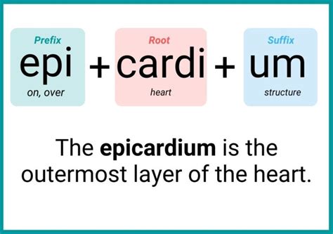 epicardium medical terminology breakdown