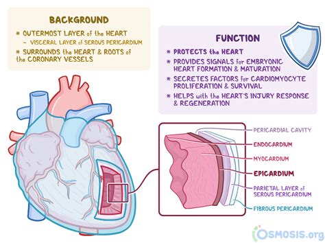 epicardium vs pericardium