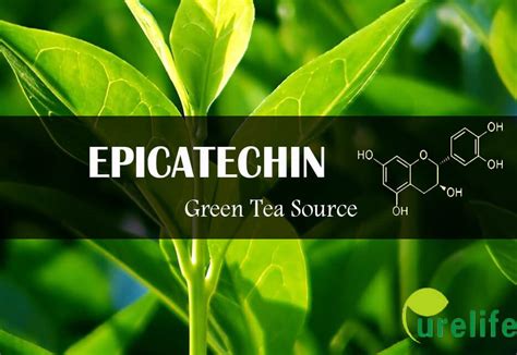 epicatechin benefits webmd