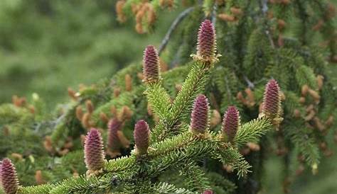 Picea abies Cupressina (sapin rouge, épicea) Acheter sur