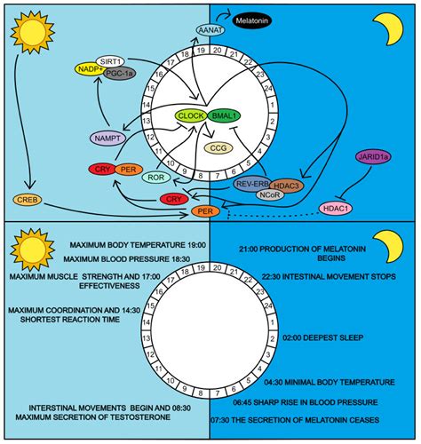 Epigenetics Circadian Rhythm