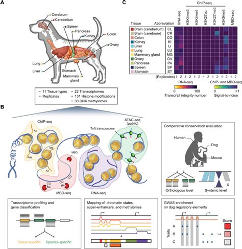 Epigenetics Dogs