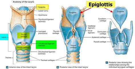 epiglottis is made up of