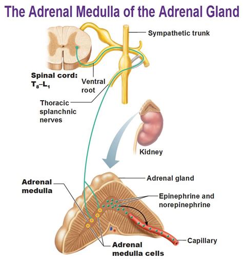 epinephrine and norepinephrine adrenal gland