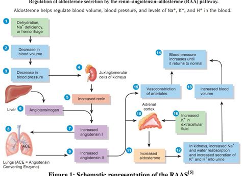 eplerenone for heart failure