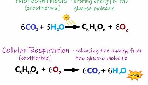 Equation For Photosynthesis And Respiration Of Cellular In Words SHOTWERK