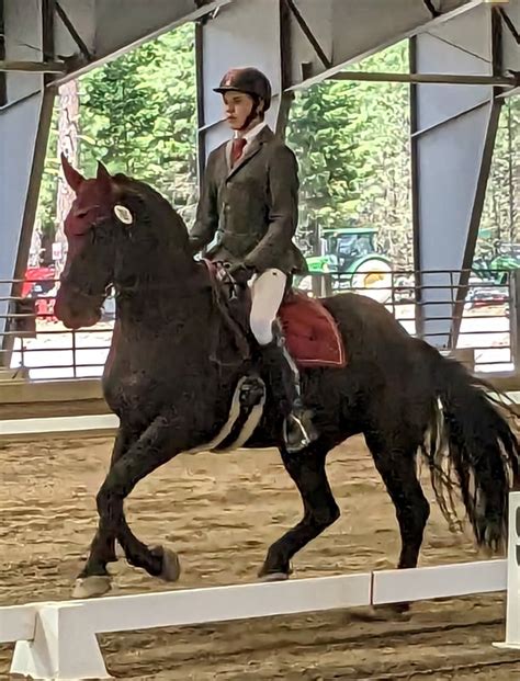 equestrian institute dressage shows