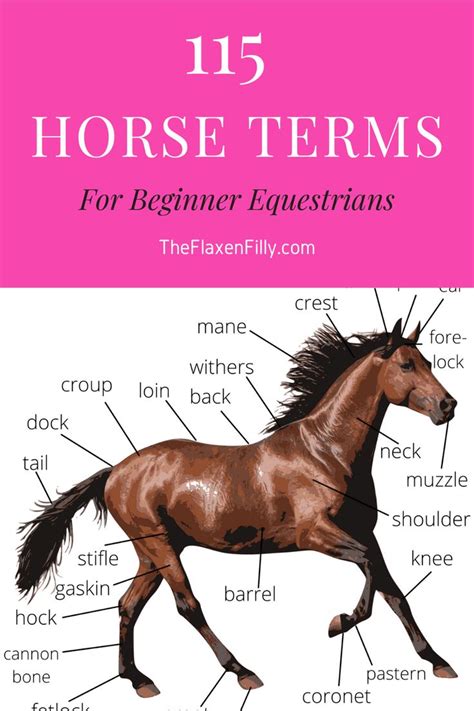 Equestrian Terms Phrases