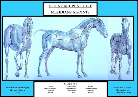 equine acupuncture courses