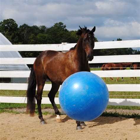 Equine Ball Toy