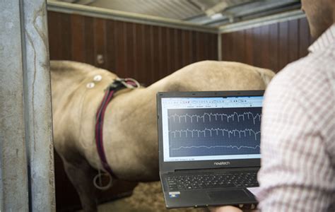 Equine Heart Monitor