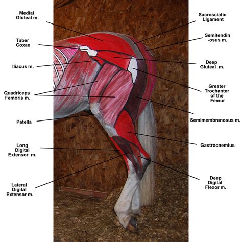 Equine Hip Muscles