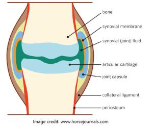 Equine Joint X