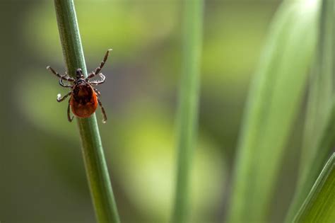 equine lyme disease treatment