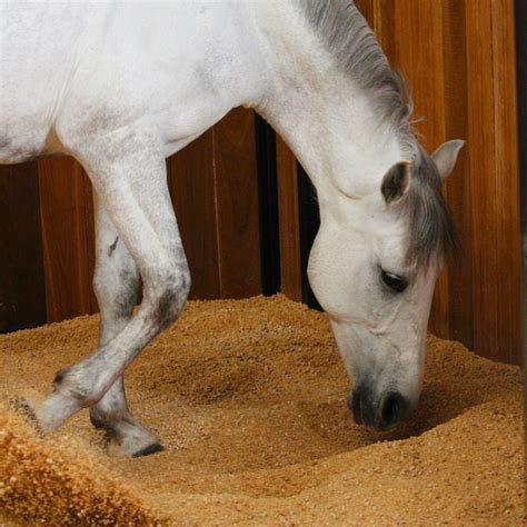 Equine Pellets Cat Litter
