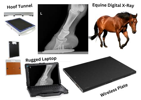 Equine X Ray Machine