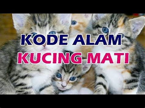Kode Alam Kucing Kawin, Ketabrak, Mati 2D 3D 4D Erek Erek Primbon
