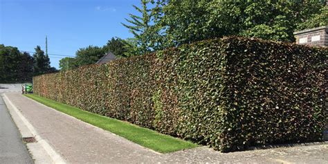 Erfafscheiding Bomen