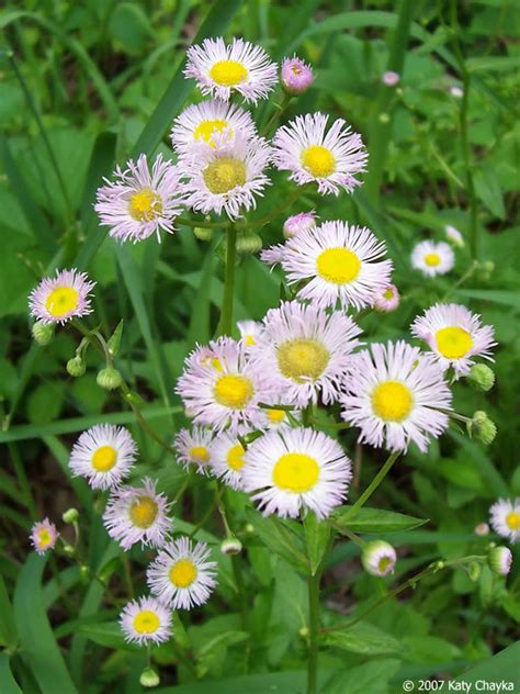 Erigeron Philadelphicus