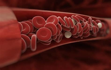 BIOLOGI GONZAGA ERYTHROCYT