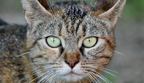 Katzen: Die Sprache der Katzen - Katzen - Haustiere - Natur - Planet Wissen