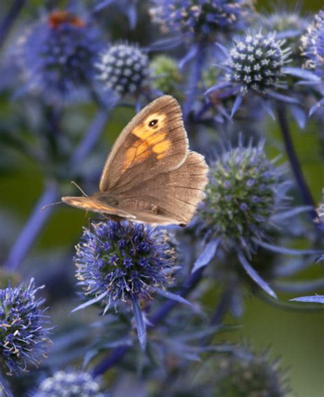 Eryngium Toxic