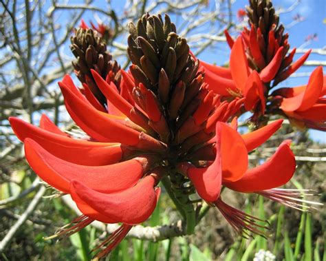 erythrina x sykesii