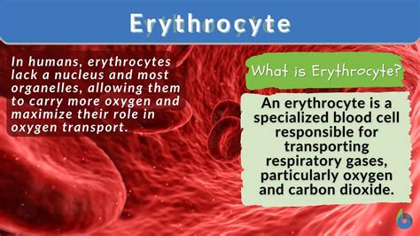 erythrocytes definition anatomy