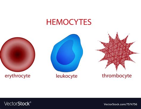 erythrocytes leukocytes thrombocytes