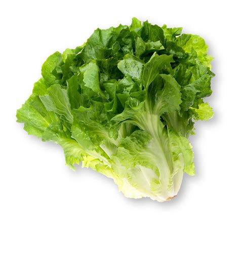 escarole lettuce