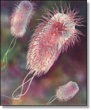 escherichia coli abnormal